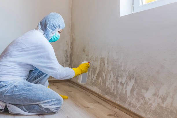 Licensed Mold Remediation service in Springfield, OR - WQB Mold Removal
